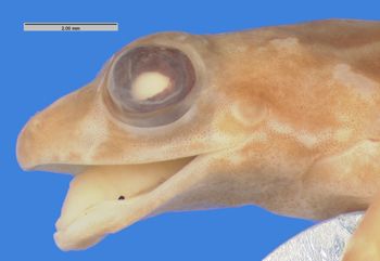 Media type: image; Herpetology A-9360